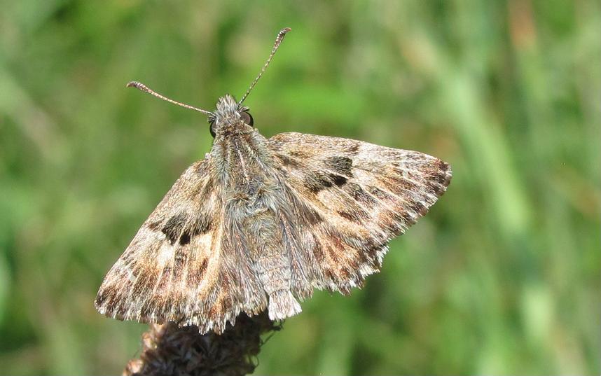 Carcharodus alceae, maschio? S